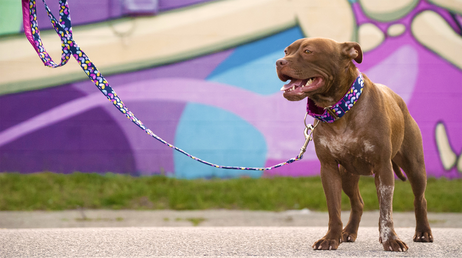 Martingale Collar in Love Bug